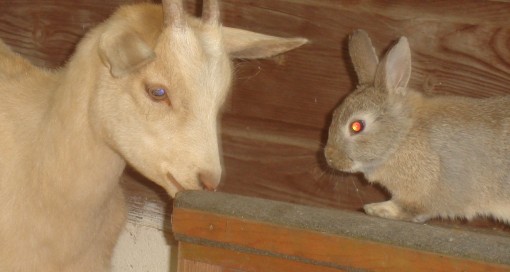 Pictures Of Rabbits. Pictures of rabbits and goats