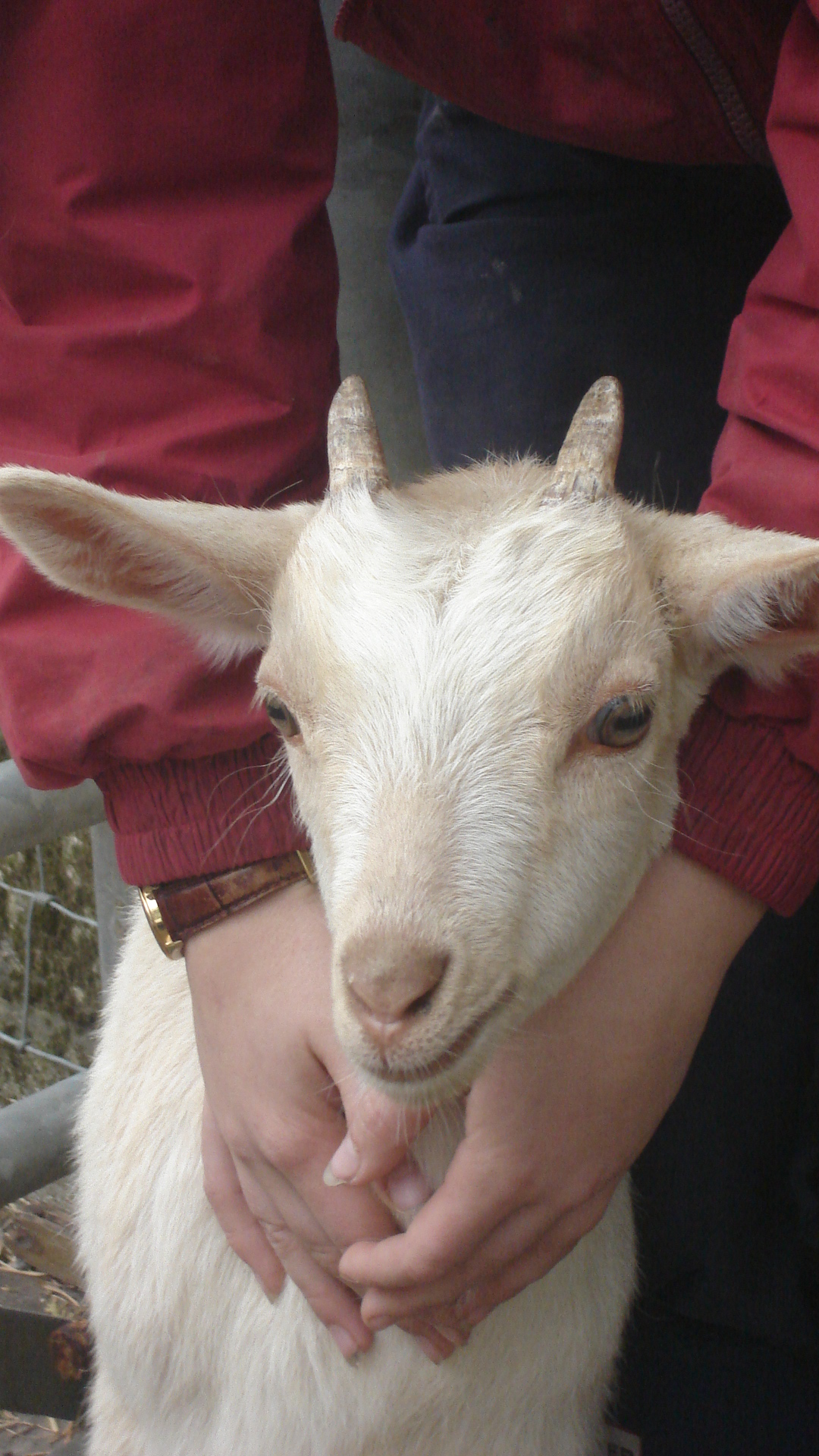Goats Having Babies