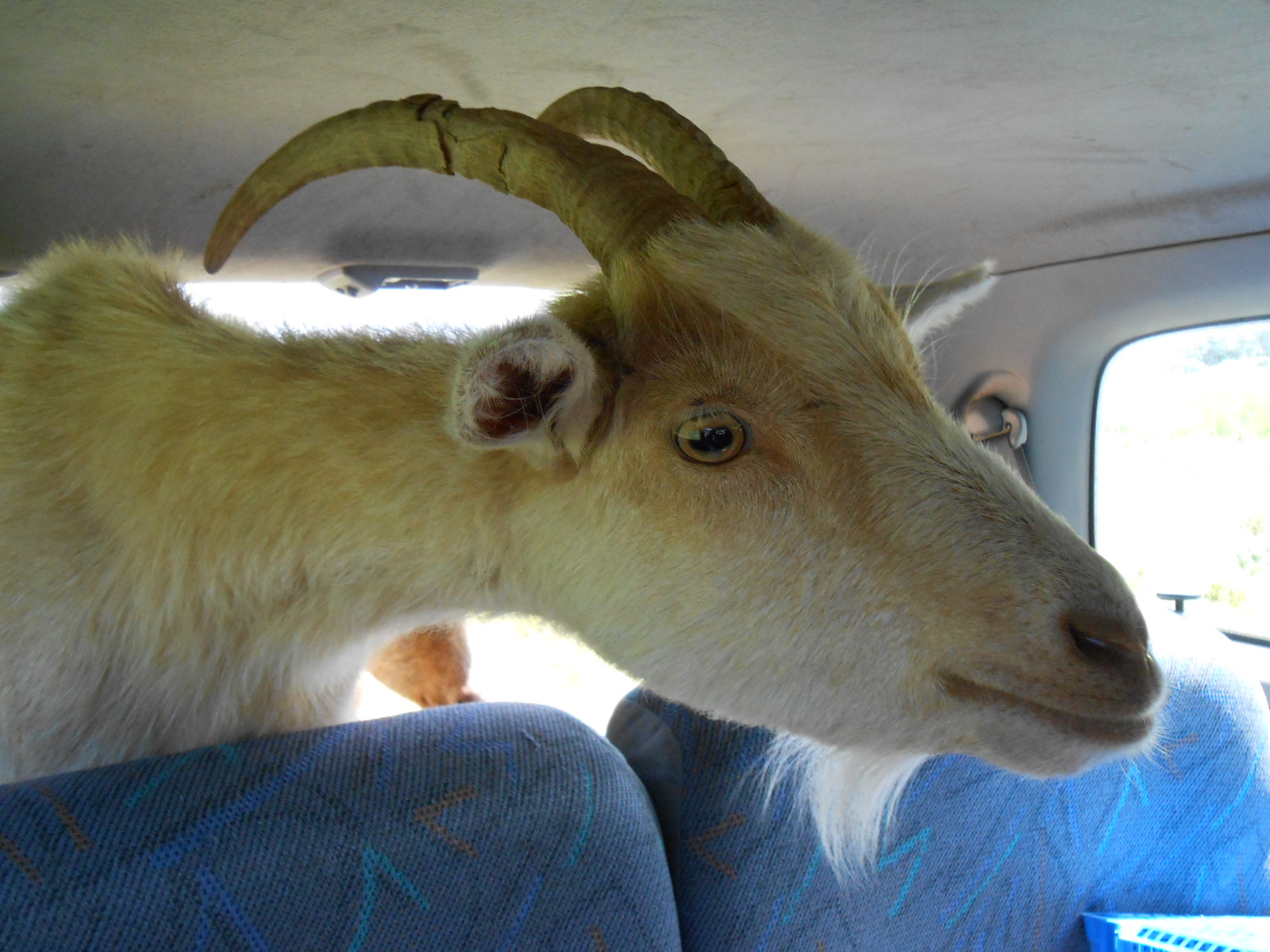 2013-june-goat-kids-in-car-002.jpg